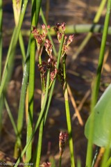 Juncus militaris