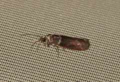 Cryptoblabes bistriga
