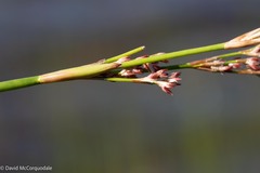 Juncus militaris