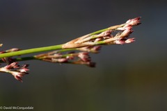 Juncus militaris