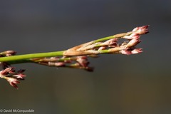 Juncus militaris