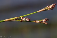 Juncus militaris