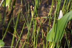 Juncus militaris