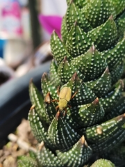 Macrodactylus mexicanus