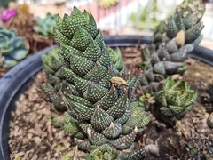 Macrodactylus mexicanus