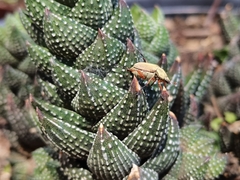 Macrodactylus mexicanus