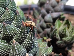 Macrodactylus mexicanus