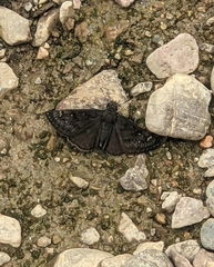 Erynnis meridianus