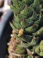 Macrodactylus mexicanus