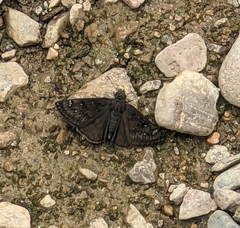Erynnis meridianus