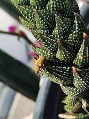 Macrodactylus mexicanus