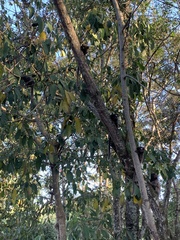 Callithrix penicillata