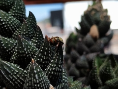 Macrodactylus mexicanus