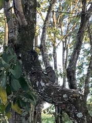 Callithrix penicillata