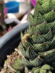 Macrodactylus mexicanus