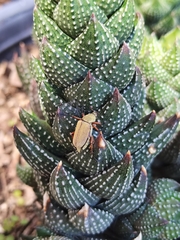 Macrodactylus mexicanus