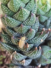 Macrodactylus mexicanus