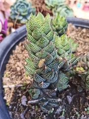 Macrodactylus mexicanus