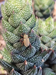 Macrodactylus mexicanus