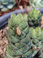 Macrodactylus mexicanus