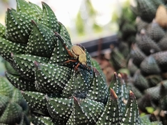 Macrodactylus mexicanus