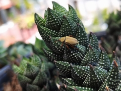 Macrodactylus mexicanus