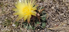 Coryphantha pycnacantha