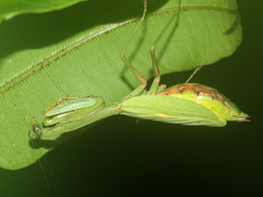 Stagmomantis theophila