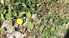 Camonea
