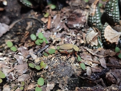 Macrodactylus mexicanus