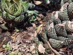 Macrodactylus mexicanus