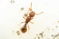 Tetramorium hispidum