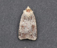 Diarsia dislocata