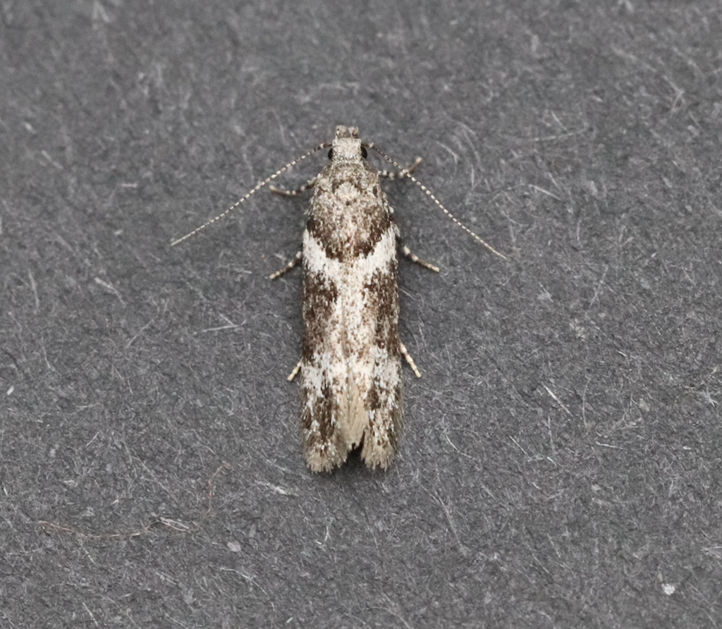 Neotelphusa praefixa