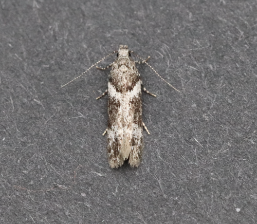 Neotelphusa praefixa