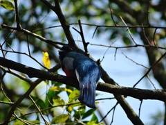 Trogon surrucura