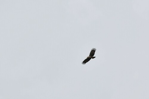West African Harrier-Hawk