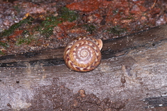 Solaropsis undata