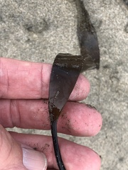 Laminaria sinclairii