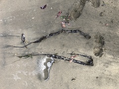 Laminaria sinclairii