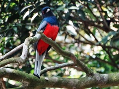Trogon surrucura