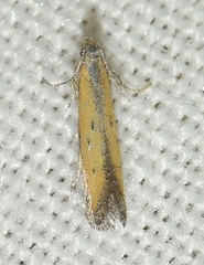Mesophleps trinotella
