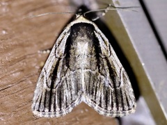 Sympistis badistriga