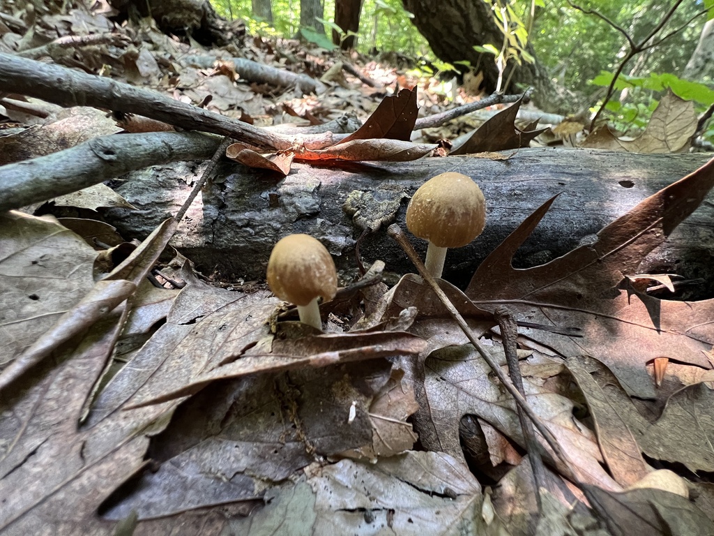 Psathyrellaceae in July 2022 by Brian Hunt · iNaturalist