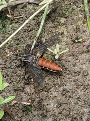 Stratiomydas lividus