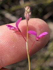 Indigofera sp19b