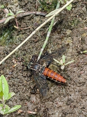 Stratiomydas lividus