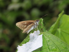 Corra coryna catargyra