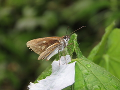 Corra coryna catargyra