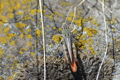 Stenobothrus eurasius